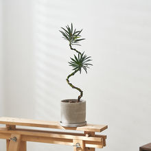 北欧风罗汉松树苗迎客松造型桌面绿植室内客厅造景植物盆栽吸甲醛