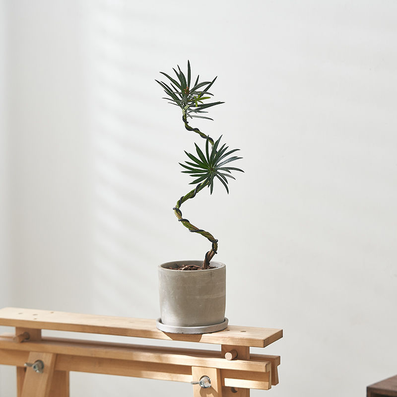 Plántulas de pino Podocarpus de estilo nórdico, forma de pino de bienvenida, planta verde de escritorio, sala de estar interior, planta de paisajismo, planta en maceta que absorbe formaldehído image 1