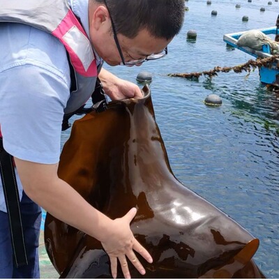 500g克干海带干 昆布海鲜干货水产干制品批发出口品质畅销海产品|ru