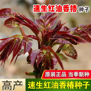 㴻NӼt㴻NӸ߮aļʳ㴻NͥԺ̨t㴻N