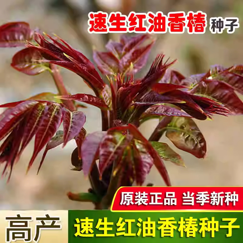 香椿种子红油香椿种子高产四季食用香椿树种子庭院阳台红香椿种籽