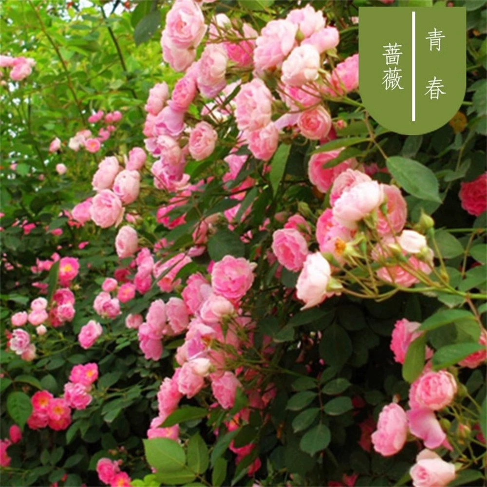 Зеленая звезда Роза Цветение рассады в четыре сезона Сильный аромат Очень большой цветочный двор Балкон Цветы и растения Хорошая Роза в горшке