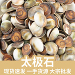太极石 甲香 水云母 海月 催生子 海螺盖矿石大量批发 厂家直供