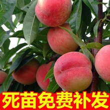 �Ҙ�������������Ҙ�޽���ˮ���Ҵ����ϱ����Nֲ���Ԯ���Y��