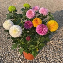 乒乓菊花盆栽千头菊四季开花带花苞大盆好养室内阳台庭院菊花苗