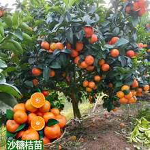 ɳ�ǽۘ�����������Ϸ������Nֲ���Ә���̽۹������޽�ɰ����