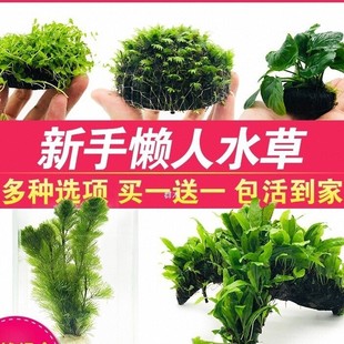 �~�ב���ˮ�ݻ��wֲ��ˮ�ų�ľĪ˹��ˮ�ݷN��ˮ�����쾰�b��ײ�