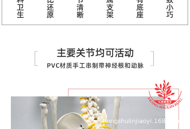 4 85cm悬挂版骨骼模型.jpg