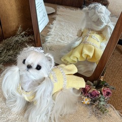 小香风狗狗衣服秋冬装宠物连身公主裙猫咪裙子马尔济斯公主洋装
