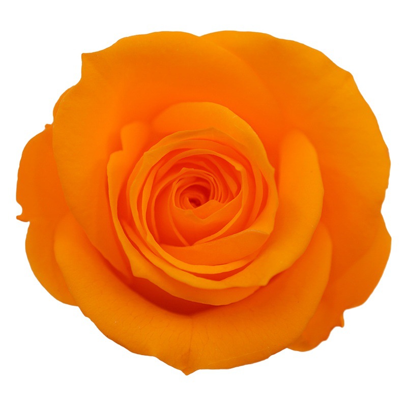 Clase A Flor eterna Rosa 3-4cm Flor seca DIY Yunnan Fabricante 520 Día de la Madre al por mayor