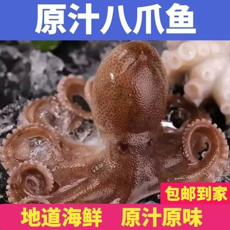 鲜活速冻八爪鱼新鲜海捕八爪鱼网红迷你八爪鱼火锅食材八一件批发