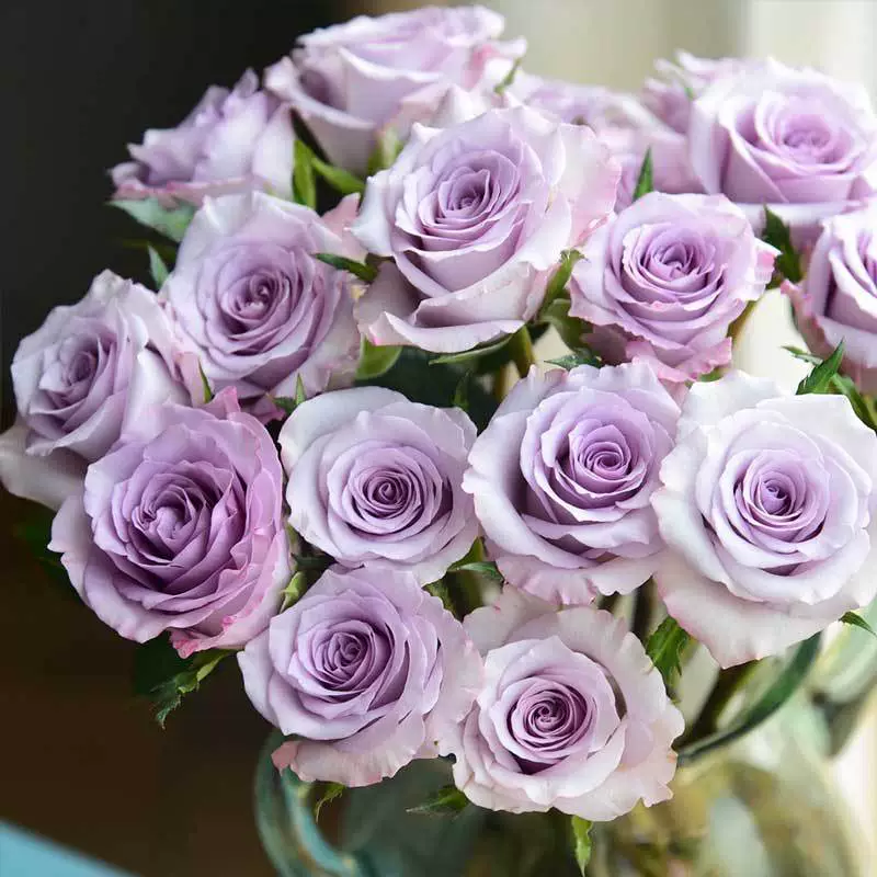 Срезанный цветок Роза Песня моря Роза Рассада Большой цветок Ароматная Роза в горшке Садовое растение Четыре сезона Цветущая Роза