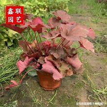 多色矾根盆栽 庭院花园耐阴耐寒观叶宿根植物 易成活肾性草花苗