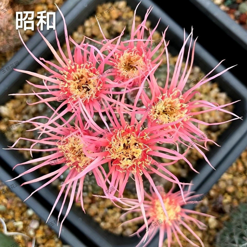 ●■쇼와 3-5cm - 랜덤 장난감 1개 증정■●