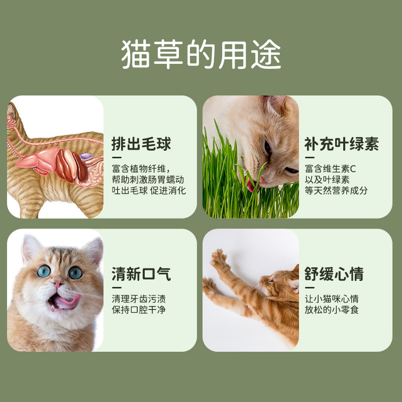 Zanahoria gato hierba en maceta hierba química semilla de trigo semillero bandeja catnip snack soilless hidropónico gato hierba caja