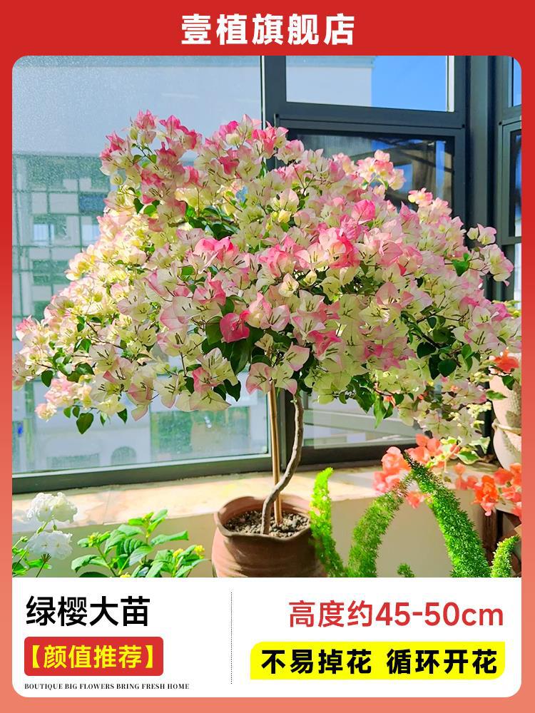 [인기추천] 큰 녹색 벚꽃 모종 [45-50cm丨떨어지기 쉽지 않음丨계절에 피는 꽃]