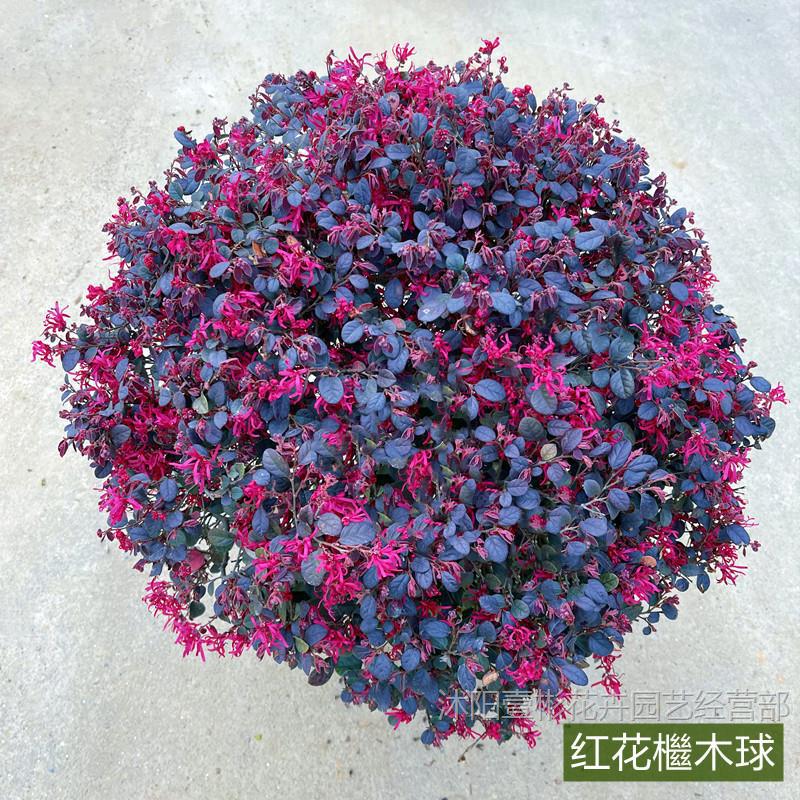 红花檵木球树苗庭院绿化植物四季常青红花继木观叶灌木观赏绿篱