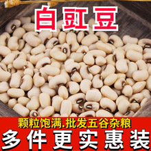 ��؛���������l �r���Ԯa��ü�� �׶� � �׶� ���� �s�Z