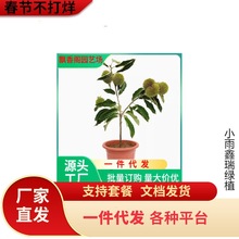 一件代发嫁接栗子树苗南北方种植特大油板栗锥栗大红袍地栽板栗苗