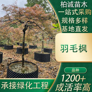 ��ë���G�����̘���@�����͘����t���������t�^�~�t����������