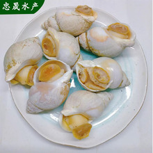 加拿大翡翠螺熟冻野生大海螺海鲜自助餐日韩刺身料理食材批发商用