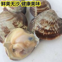 美贝壳类海鲜花甲野生花蛤文蛤蚬子新鲜鲜活贝类水产批发蛤蜊