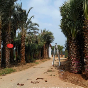 Продажи старик Kwai специализируется на продаже пожилых людей Hunan Aoi