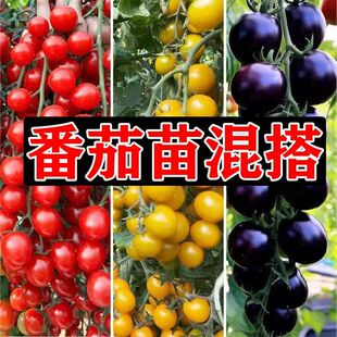 �����玧������ǧ��С���ѱ�������ڲ�ݮ�R�㷬���}Ů��������