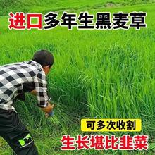 黑麦草种籽子种四季多年生耐寒牧草种子畜牧养殖草种鸡鸭牛羊鱼草
