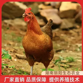麻羽绿壳蛋鸡苗孵化场供应出壳小鸡苗活体另有青脚土鸡苗鹊山鸡苗