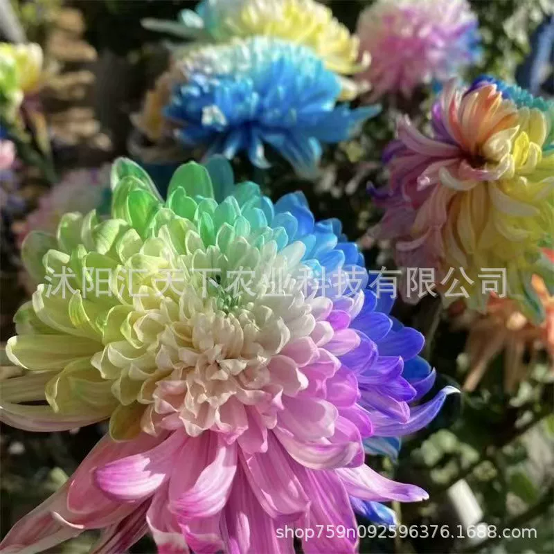 Морозостойкие семена хризантемы, крупные цветы, посев в любое время года, уличный морозостойкий ландшафтный дизайн двора, декоративные семена цветов в горшках для балкона.