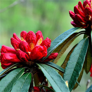 Alpine Azalea Saplings Sichuan Base Wholesale Greening Project Azalea Red Ground Seedlings Potted Azalea Cup Seedlings
