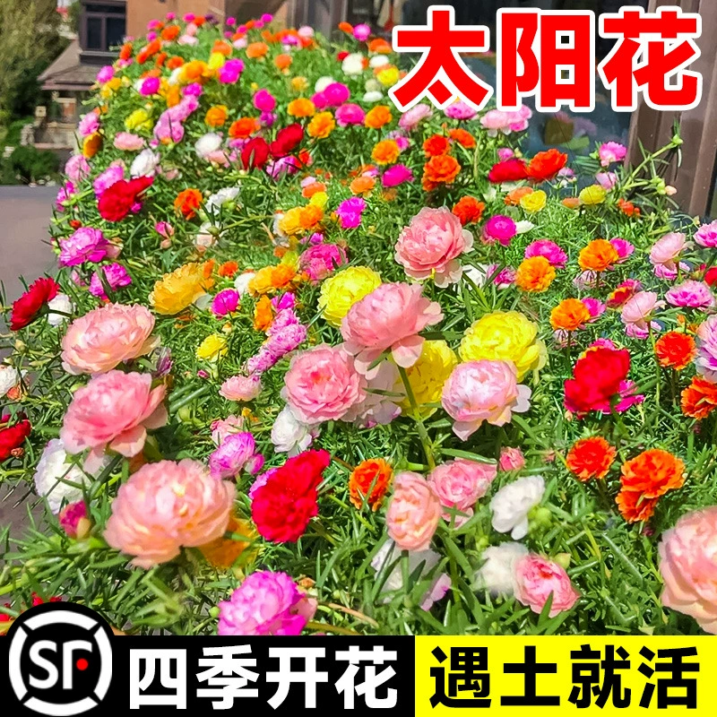 Семена подсолнечника, семена двуцветковые, цветущие в любое время года, семена цветов Gesang, семена циннии, семена, легко выращиваемые для посадки во дворе.