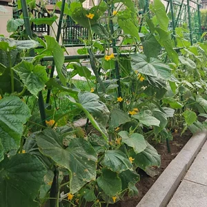 Spot Cucumber Network Network Tomatoes, арбуз, сеть скалолазания гороховых растений.