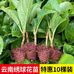 雲南直毛アジサイ苗 10本パック 無限夏四季咲き 室内バルコニー 鉢植え 花