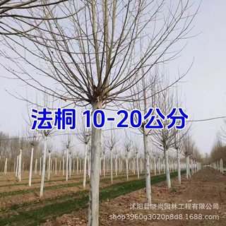法桐树苗法国梧桐树青铜法国梧桐南京梧桐树梧桐小树苗法桐悬铃木