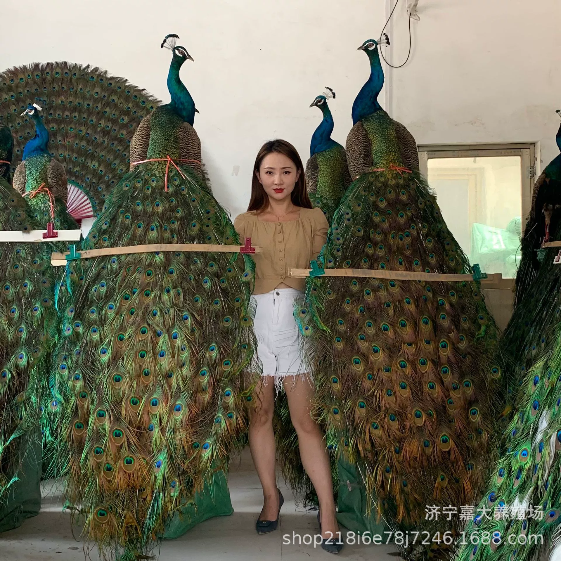 Павлин образец для продажи домашний дисплей Павлин образец ремесла павлин образец цена Павлин орнамент