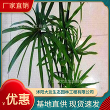 �������l �Ԯa���Nˮ���� ���^�쾰��·�@�ֹ��̾G����