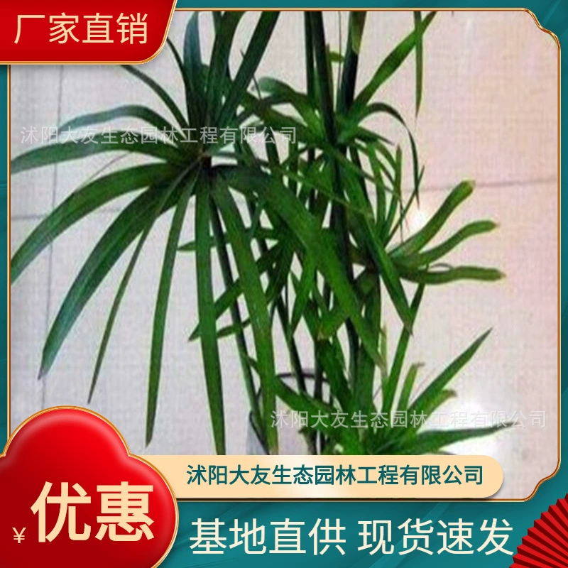 Базовая оптовая продажа воды собственного производства саженцы бамбука ландшафтный дизайн живописных мест дорога садовая инженерия озеленение саженцев