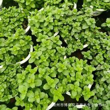 �������Կ�ʳ��ˮ�����ʱ����~���B�Ե��������ֲ���҃����r�Gֲ