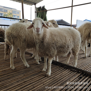 ɽ�|�Bֳ������Сβ������� �Ų��d�� ɽ�� �N�����Bֳ��