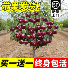 ܇���Ә������ڙ��Ҙ��簫���ش�޽ӹ���ͥԺ���F�ϱ����Nֲ����