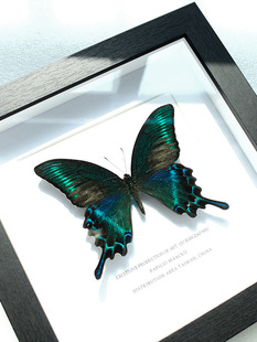 Green Belt Emerald Phoenix Butterfly Real Butterfly Specimen Finished Display Frame Gift Ornaments Hanging Painting Decorative Painting Rare Birthday Gift