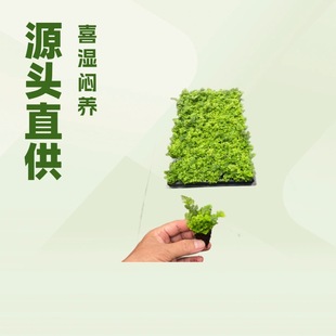 Source Manufacturer Supplies Indoor Green Plant Phoenix Tail Fern Xia Xue Silver Line Plug Seedling Base Flower Plant Seedlings Wholesale