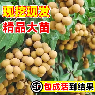 ���ۘ��m�޽��ش�ʯ��ˮ���������������A�ļ��Nֲ���Ԯ���Y��