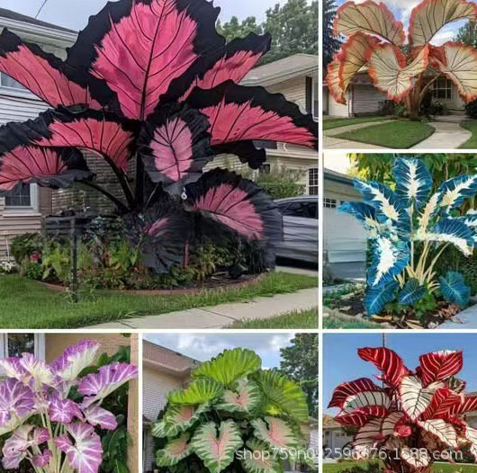 【跨境专供】彩叶芋种子混色竹芋大叶芋庭院四季观叶花卉植物种籽