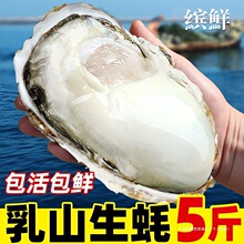 生蚝鲜活水产新鲜蛤蜊花蛤牡蛎10带箱5海蛎子即食乳山
