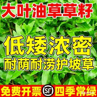 ���ڴ��~�Ͳݲ���ͥԺ�G����̺�ݷN�Ѱ������޼��ļ������ƺ�N��