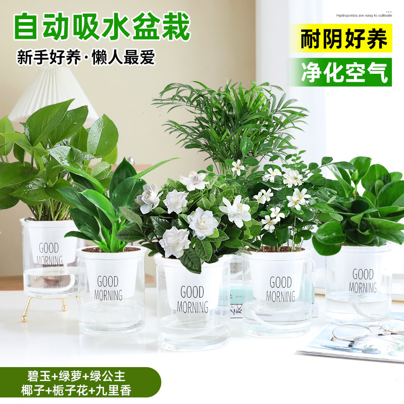 [6개의 정화 및 알데히드 제거 냄비] 재스퍼 + 포토스 + 그린 프린세스 + 코코넛 + 치자나무 + 지우리샹