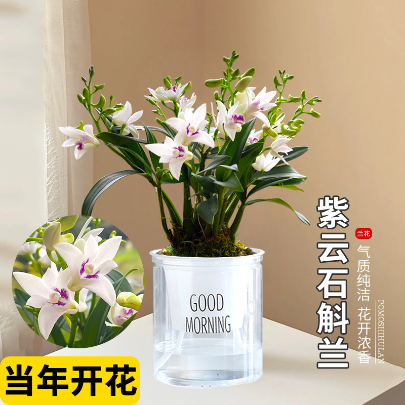 蘭の苗、紫雲スプラッシュインク、デンドロビウム蘭、冬のつぼみ付き、グリーン植物の鉢植え、卓上花を販売|undefined